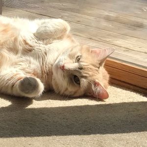 Meet your Posher, Cheriparisi